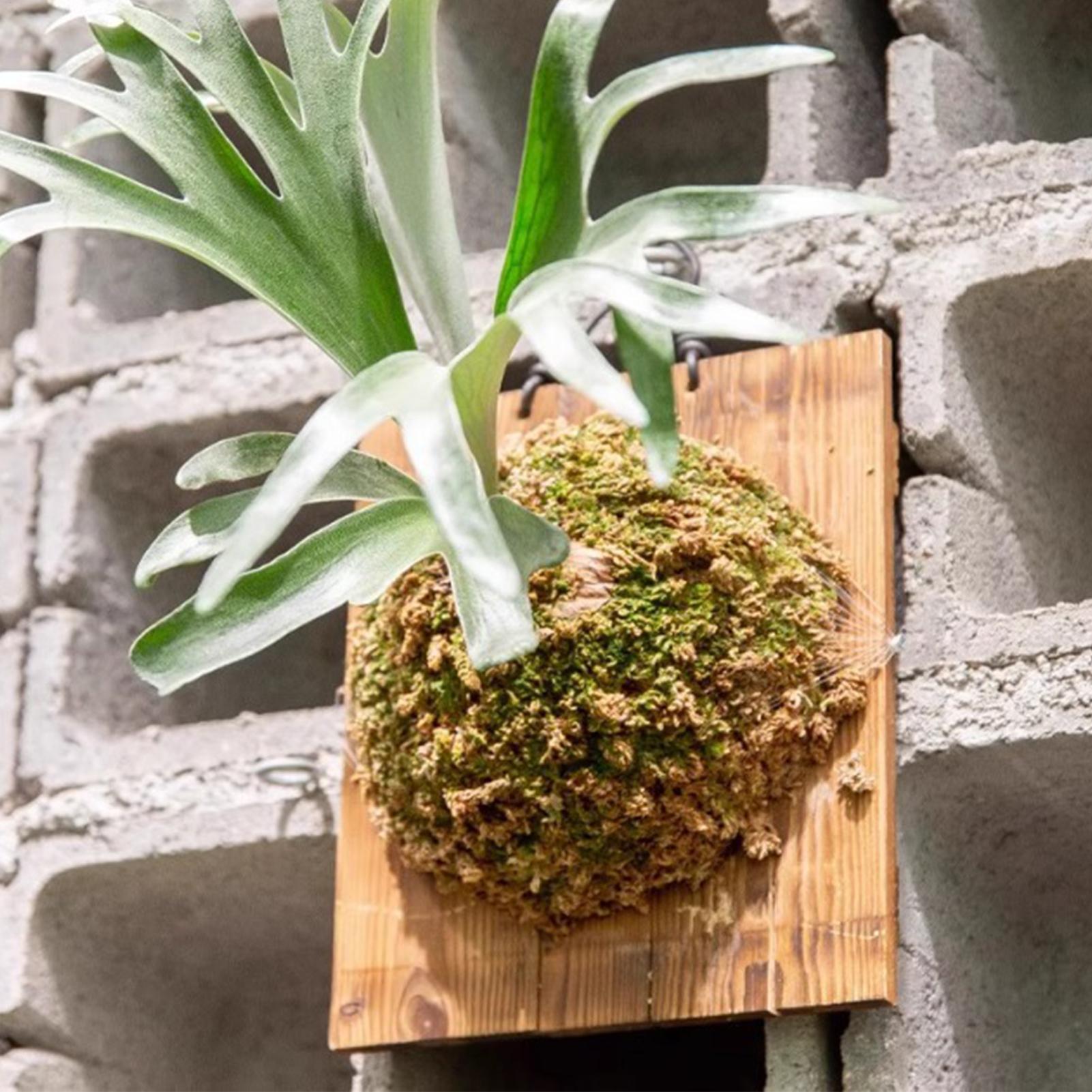 Plant Parent - 1Pcs Indoor Wood Staghorn Fern Hanging