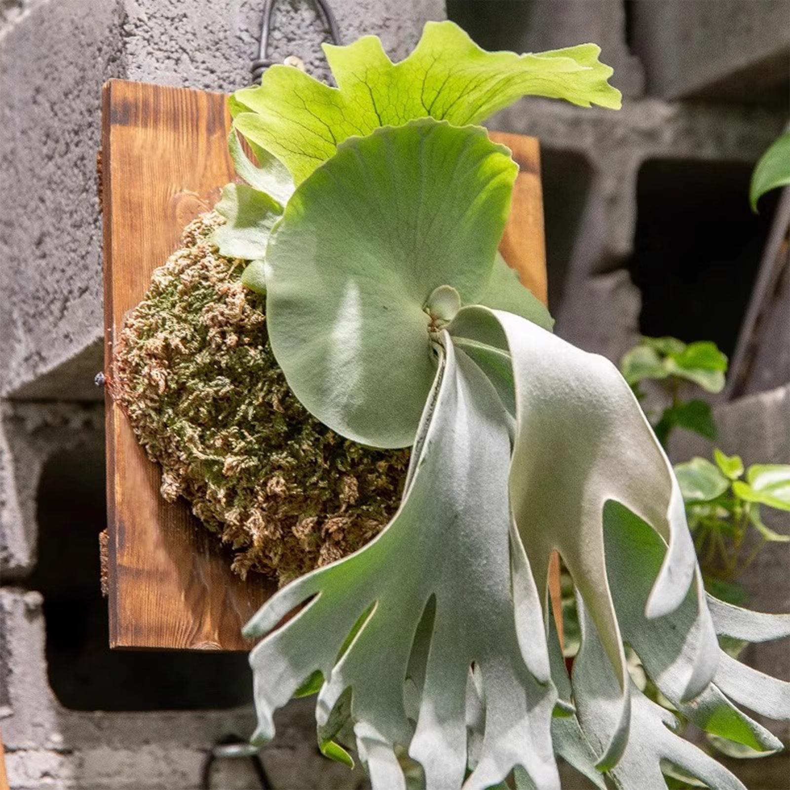 1Pcs Indoor Wood Staghorn Fern - đánh giá và giá Plant Parent
