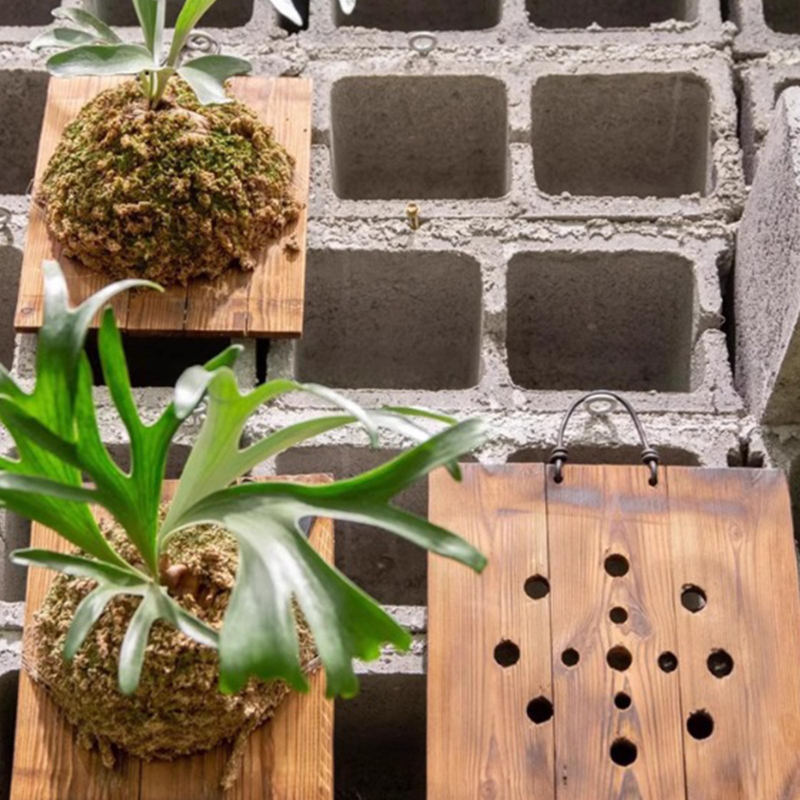 1Pcs Indoor Wood Staghorn Fern - đánh giá và giá Plant Parent
