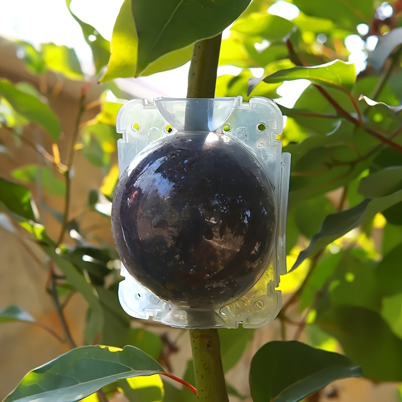 10pcs Plant Propagation Box Se - đánh giá và giá Plant Parent