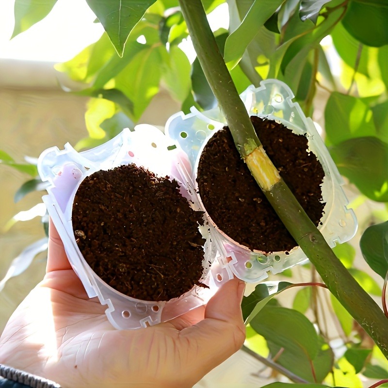 10pcs Plant Propagation Box Se - đánh giá và giá Plant Parent